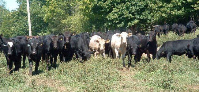 SCCC Weaned Calves