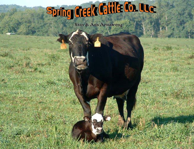 Spring Creek Cattle Co. LLC