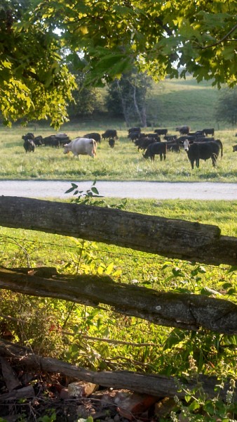 Spring Creek Cattle Company